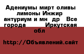 Адениумы,мирт,оливы,лимоны,Инжир, антуриум и мн .др - Все города  »    . Иркутская обл.